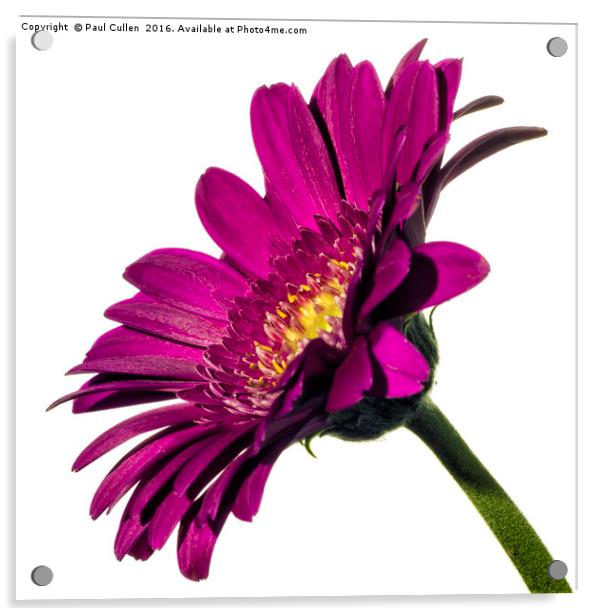 Dark pink Gerbera on White profile view. Acrylic by Paul Cullen
