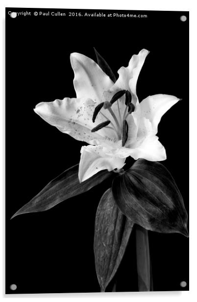 White Lily on Black - monochrome Acrylic by Paul Cullen