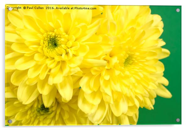 Yellow Chrysanthemums on a green background. Acrylic by Paul Cullen