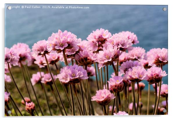 Sea Thrift Flowers Acrylic by Paul Cullen
