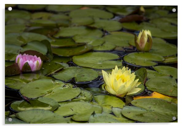 Water lily Acrylic by Mick Sadler ARPS