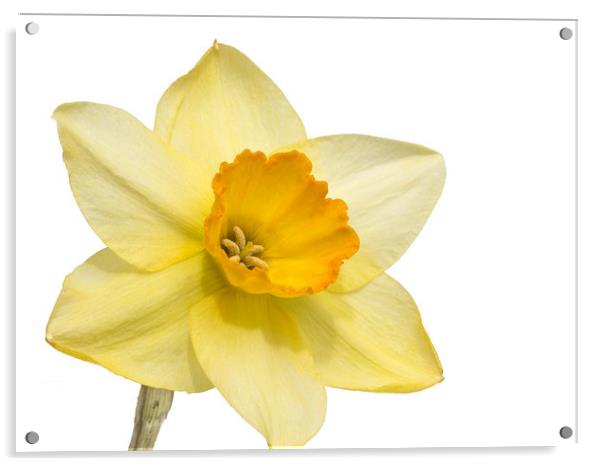 Daffodil Acrylic by Mick Sadler ARPS