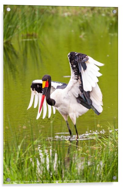 Saddle Billed Stork; Ephippiorhynchus senegalensis Acrylic by Steve de Roeck