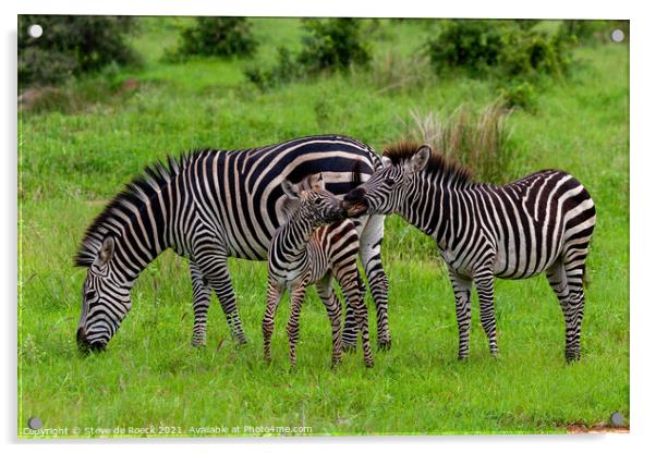 Zebra baby with parents Acrylic by Steve de Roeck