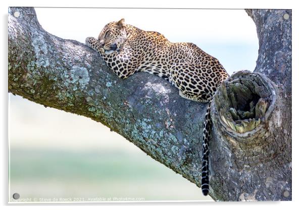 Slumbering Leopard Acrylic by Steve de Roeck