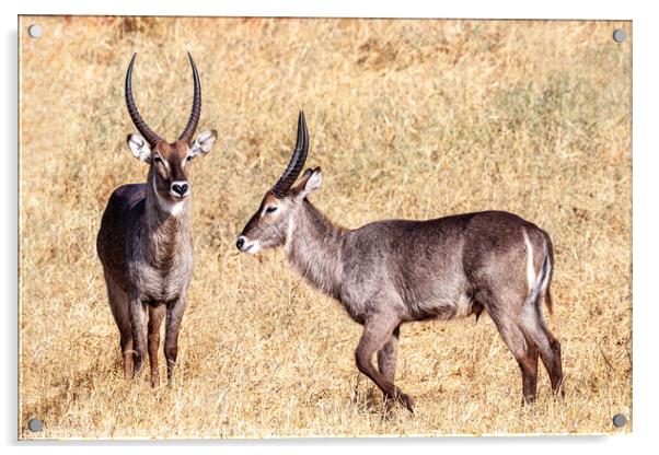 Waterbuck on the plains of Africa Acrylic by Steve de Roeck