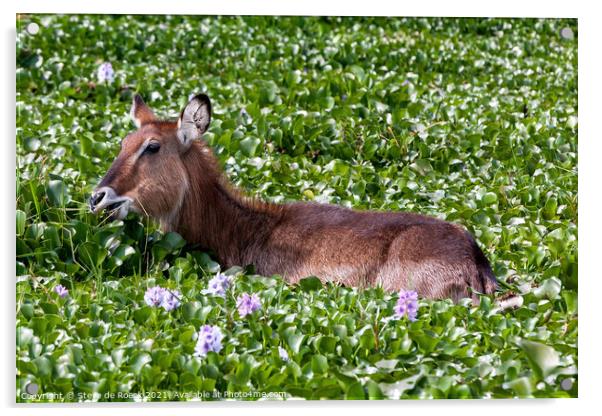 Waterbuck in a flower covered lake. Acrylic by Steve de Roeck