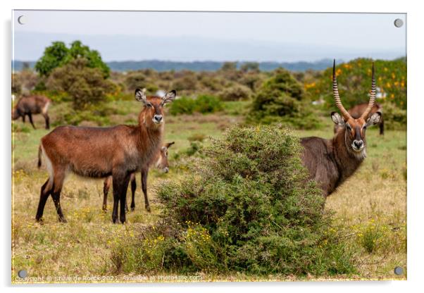 Big Male and Female Waterbuck Acrylic by Steve de Roeck
