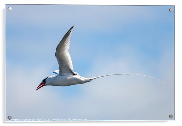 Long Tailed Tropicbird shows his handsome tail against a blue, cloudy sky. Acrylic by Steve de Roeck