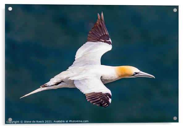 Gannet in Flight Acrylic by Steve de Roeck