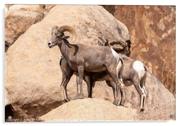 A couple of sheep standing on top of a rock Acrylic by Steve de Roeck