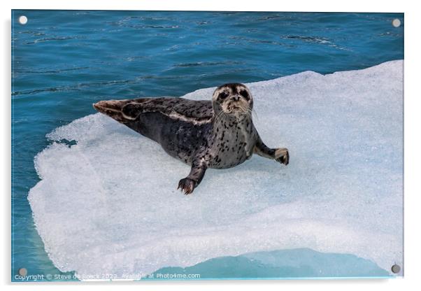 Baby seal on ice floe Acrylic by Steve de Roeck
