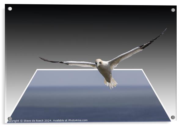 Gannet Flies Free Acrylic by Steve de Roeck