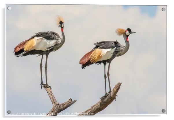 Grey Crowned Cranes Acrylic by Steve de Roeck