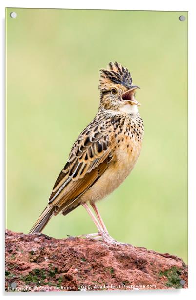 Singing For His Supper; Crested Lark Acrylic by Steve de Roeck