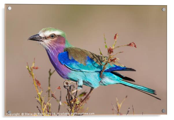 Lilac Breasted Roller Acrylic by Steve de Roeck
