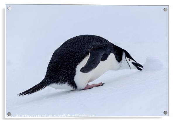 Who Left This Here? Chinstrap Penguin With Snowbal Acrylic by Steve de Roeck