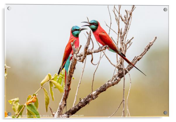 Pair Of Southern Carmine Bee Eaters Acrylic by Steve de Roeck