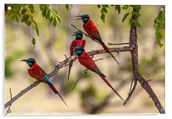 Group of colourful bee eaters on a tree Acrylic by Steve de Roeck