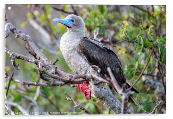 Red Footed Booby Acrylic by Steve de Roeck
