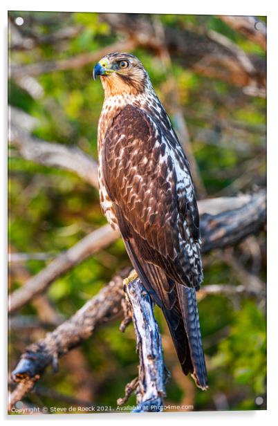 Galapagos Hawk; Buteo Galapagoensis Acrylic by Steve de Roeck