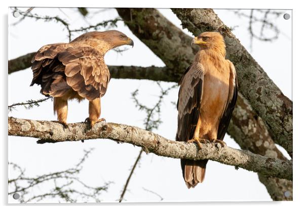 A pair of Tawny Eagles Greet Each Other. Acrylic by Steve de Roeck