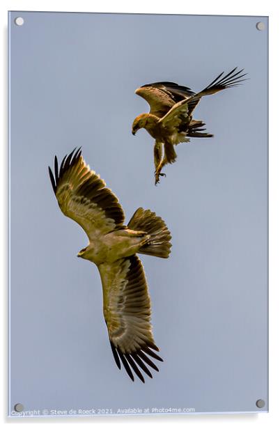 Tawny Eagles; Aquila rapax Acrylic by Steve de Roeck