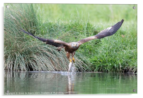 Osprey; Pandion haliaetus Acrylic by Steve de Roeck