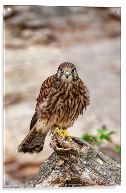 Kestrel Common; Falco tinnunculus Acrylic by Steve de Roeck