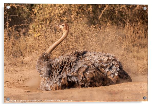 Female Ostrich In Mating Plumage Acrylic by Steve de Roeck