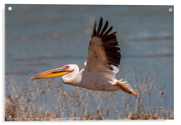 A Great White Pelican flying over a body of water Acrylic by Steve de Roeck