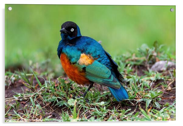 Superb Starling; Lamprotornis superbus Acrylic by Steve de Roeck