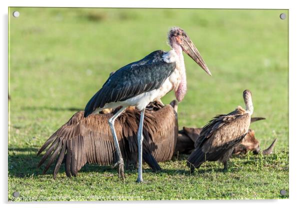 A Marabou Stork With Vultures Acrylic by Steve de Roeck