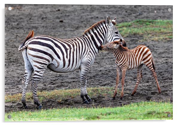 Mother and Baby Zebra Acrylic by Steve de Roeck