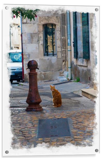 Cat In A Back Alley, Arles Acrylic by Steve de Roeck