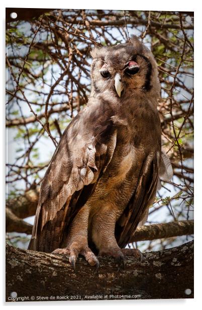 Verreaux's eagle-owl; Bubo lacteus Acrylic by Steve de Roeck