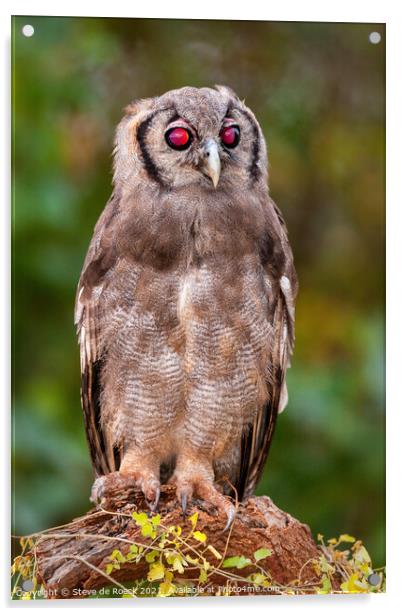 Verreauxs eagle owl Acrylic by Steve de Roeck