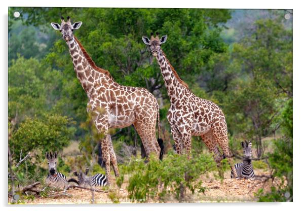 Giraffe & Zebra  Acrylic by Steve de Roeck