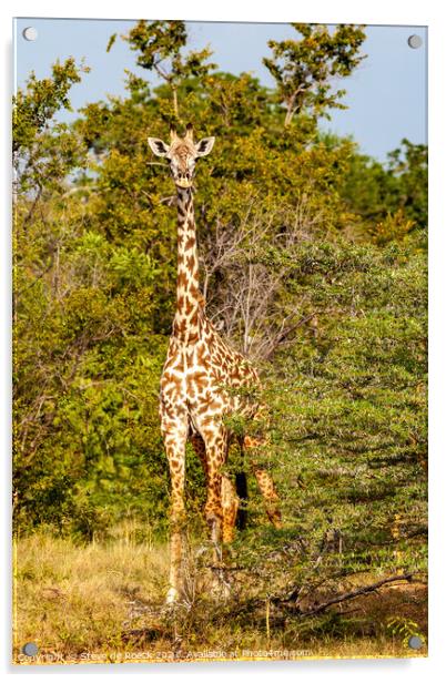 Masai Giraffe Acrylic by Steve de Roeck