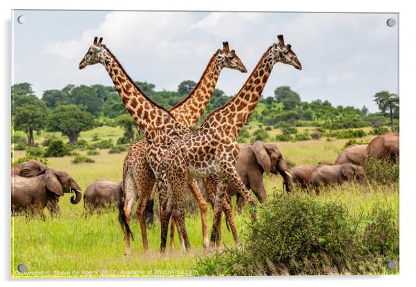 Masai giraffe with elephants Acrylic by Steve de Roeck