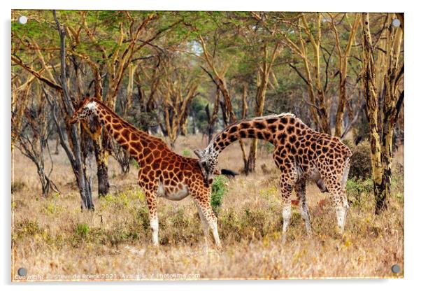 Giraffe Pair In Accacia Woodland Acrylic by Steve de Roeck
