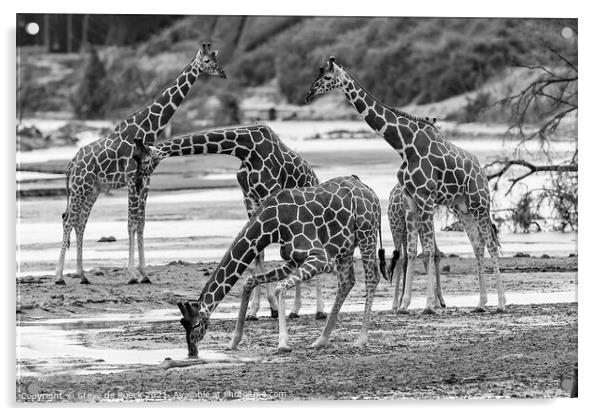 Reticulated Giraffe Black & White Acrylic by Steve de Roeck