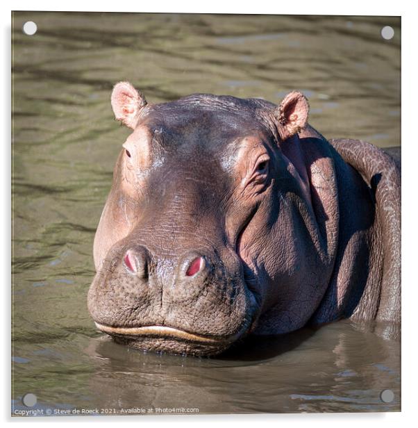 Happy Hippo Acrylic by Steve de Roeck