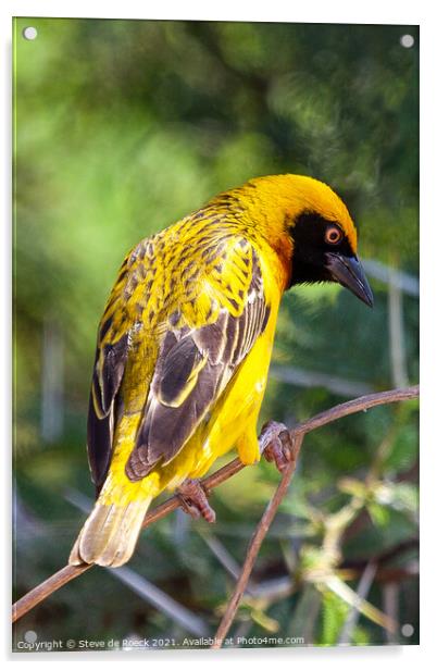 Bagalfeht Weaver Bird Shows Off His Colourful Feathers Acrylic by Steve de Roeck