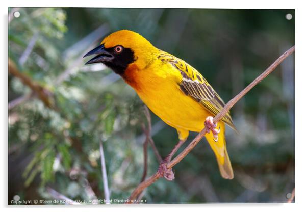 Baglafecht Weaver Bird Singing For A Mate Acrylic by Steve de Roeck