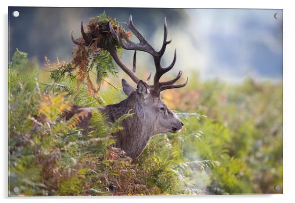 Beast of the Bracken Acrylic by Ray Taylor