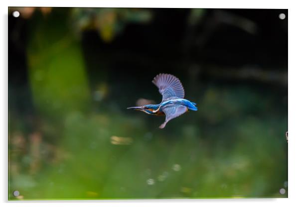 Kingfisher through the peep hole Acrylic by Ray Taylor