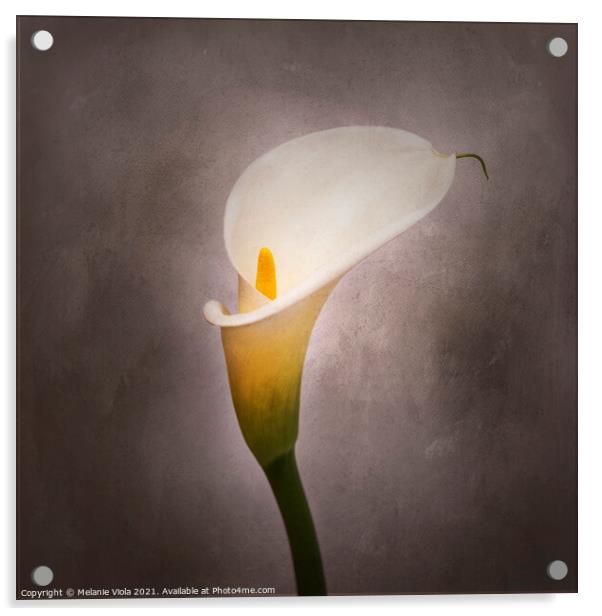 Graceful flower - Calla No. 4 | vintage style Acrylic by Melanie Viola