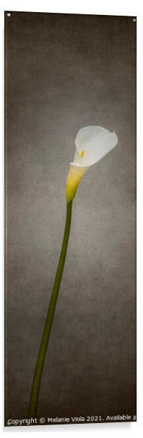 Graceful flower - Calla No. 2 | vintage style panorama Acrylic by Melanie Viola