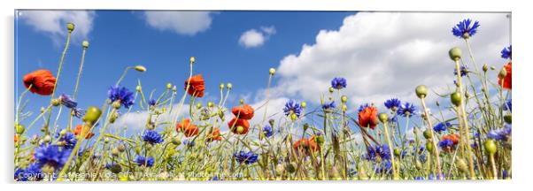 Poppy Field with Cornflowers | Panorama Acrylic by Melanie Viola